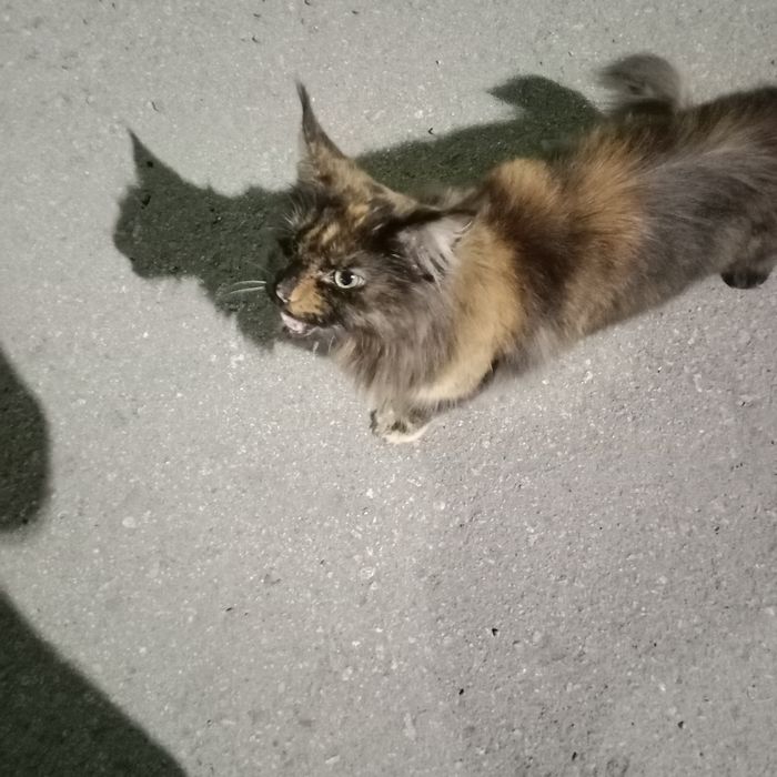 Отдам кота в добрые руки.