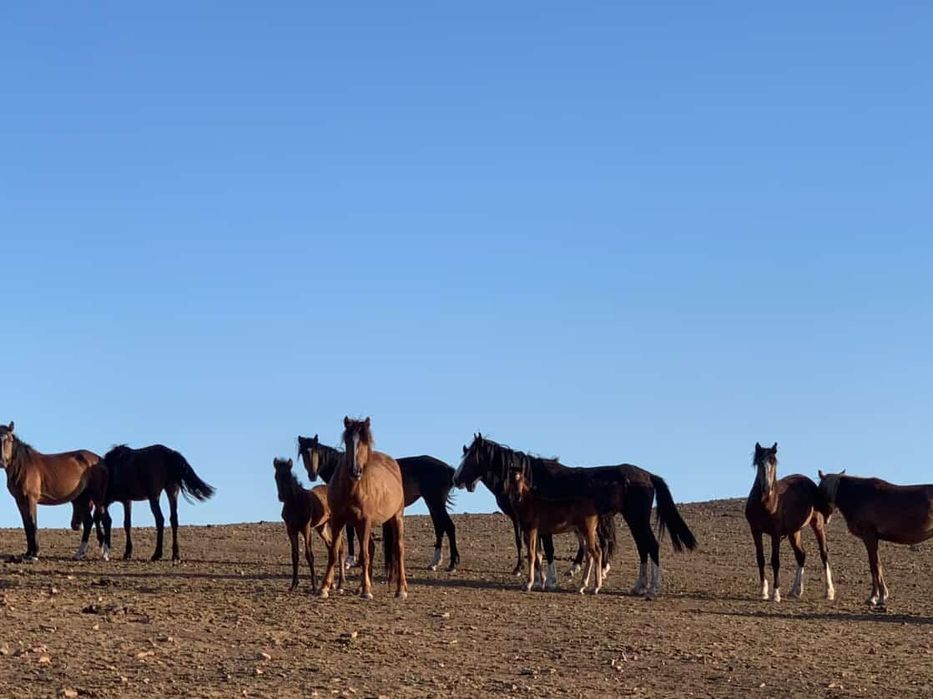 Бие, жабағы, соғым