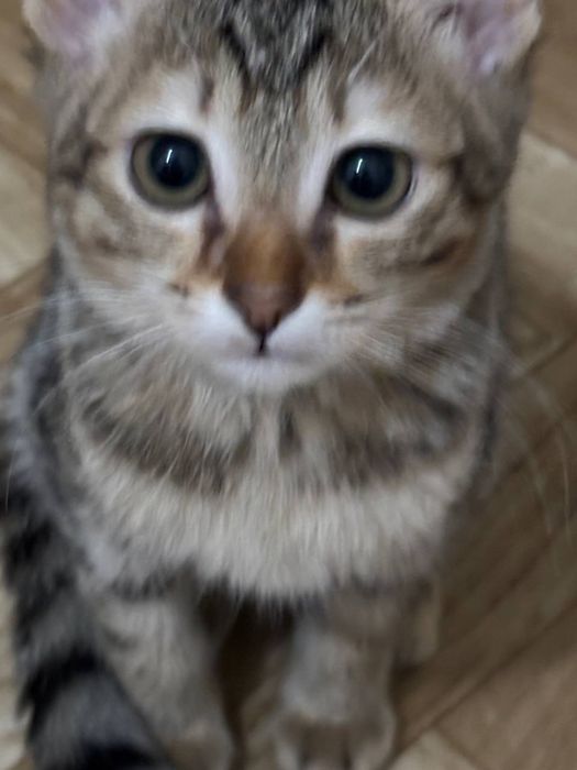 Отдаем котят бесплатно кол-во 3