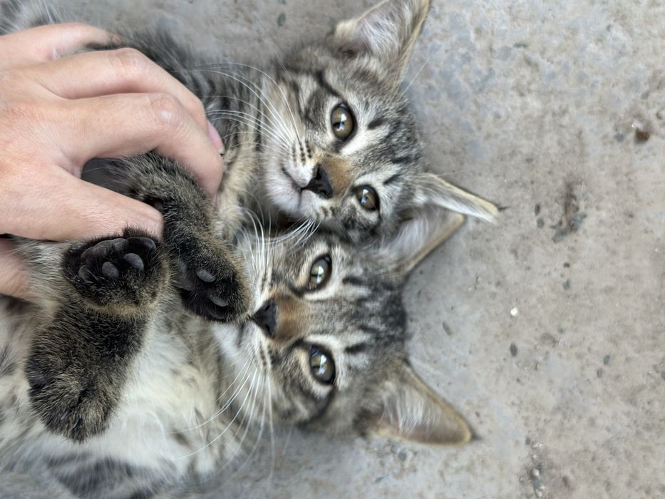 Милые и добрые котята