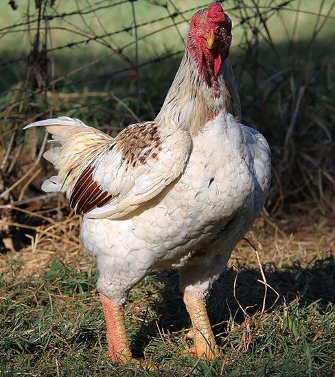 Корниш куры английский