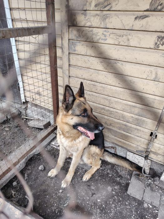 Продам щенков Немецкой овчарки