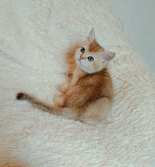 Котята Золото шиншиллы
