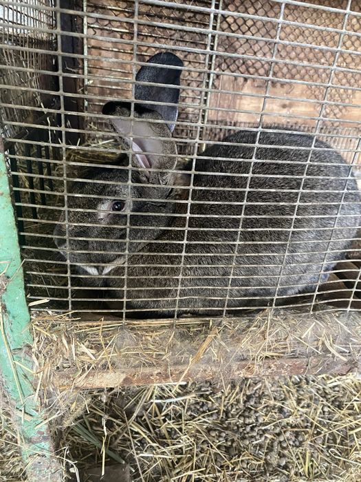 Кролики самцы и самки