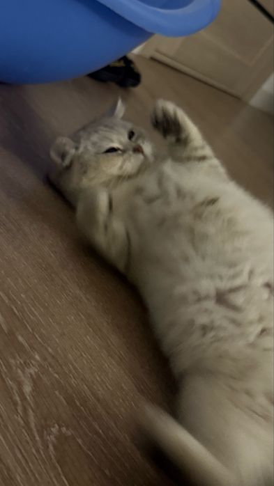 Котенок хорошему руку