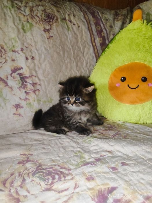 продам мальчика скоттиш страйт