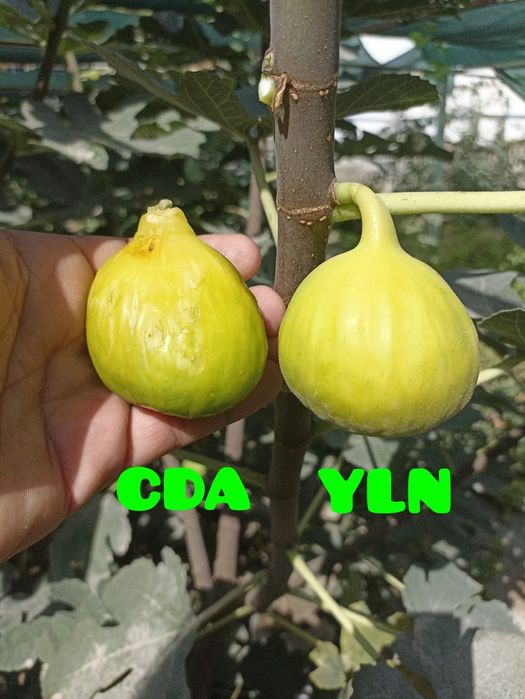 YLN (Yellow Long Neck) anjir ko‘chatlari — yirik mevali, sariq rangli.