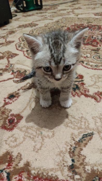 Котята скоттиш страйт