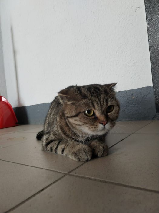 Найдена кошка, девочка