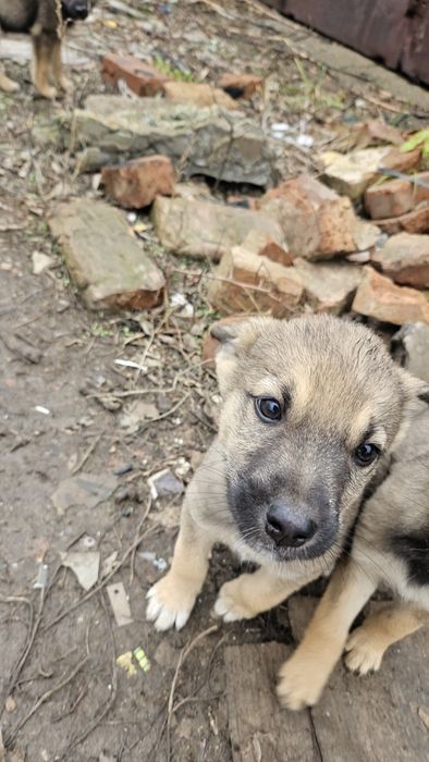 Очаровательные щенят ищут дом