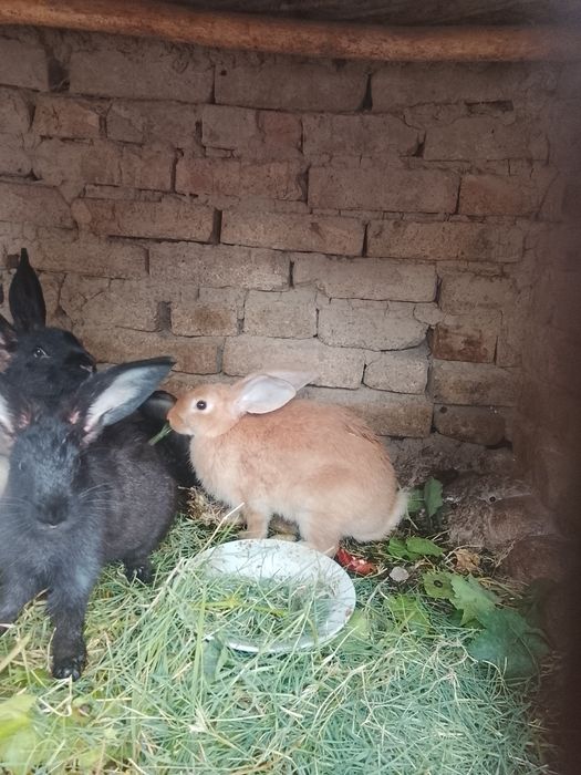 Quyonlar va o'rdaklar