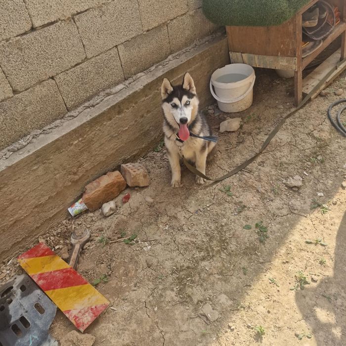 Продается хаски