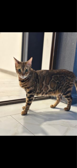 Pisica rasa bengal