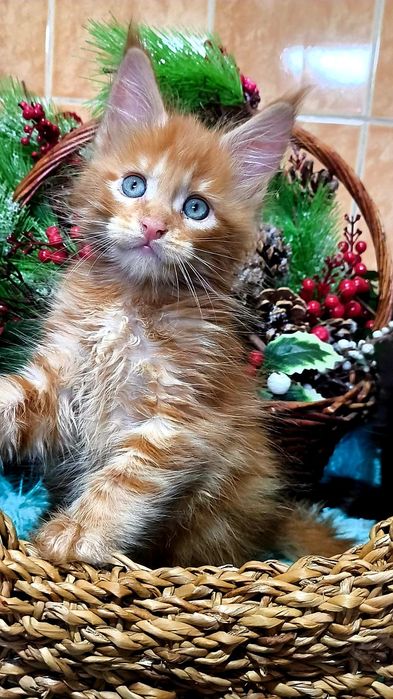 МЕЙН КУН ! Домашняя Рысь!