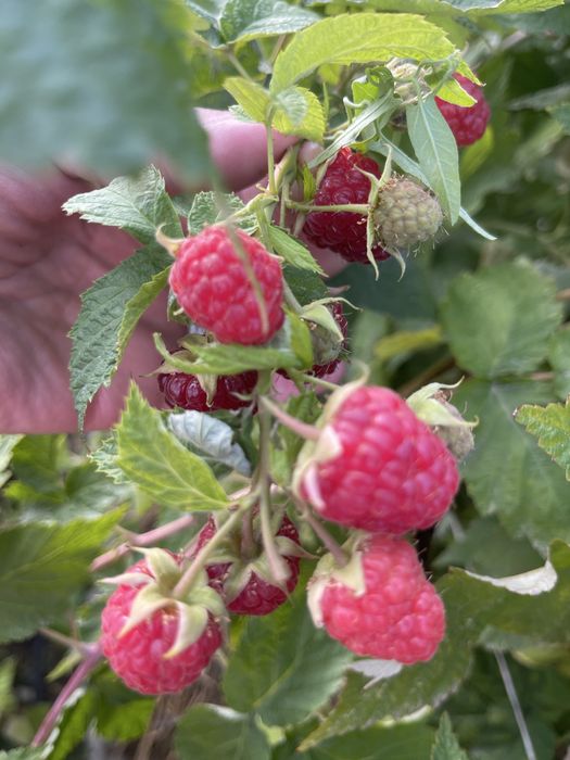 Продам Корешки малины