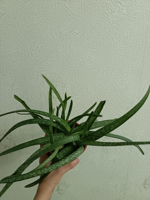 Хона гуллари ( обмен)