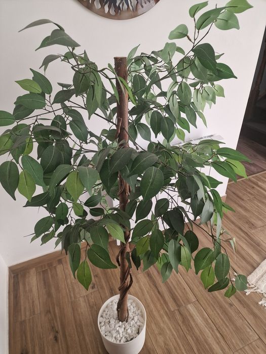 Ficus Benjamina cu frunze artificiale