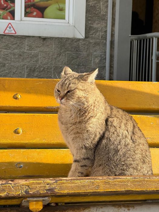 Бесплатно кошечка