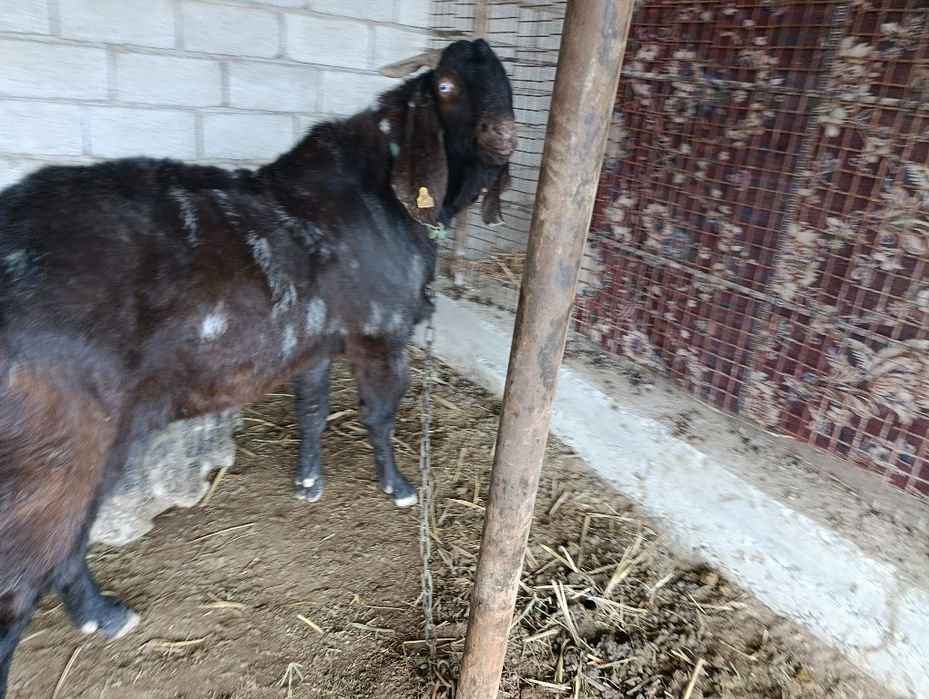 Теке. Казел. Парода битал пакестанский