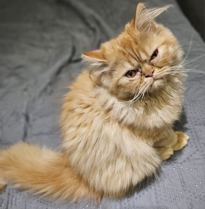 Продавам персийски котенца