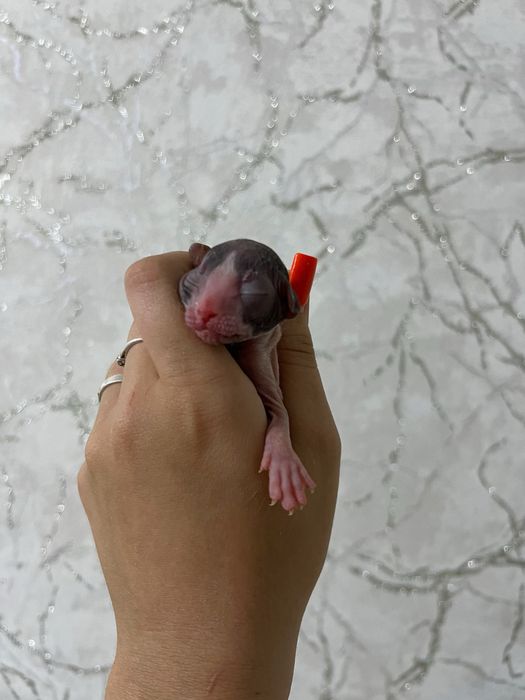 Котята сфинксы мальчики
