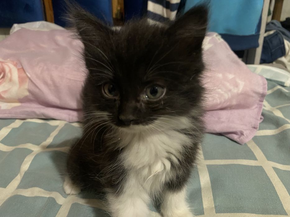 Котетя 2штук 2 месячные