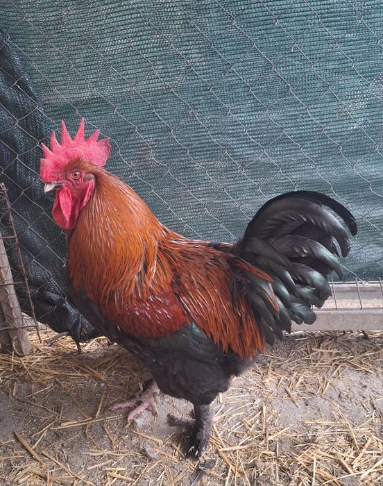 Ouă Marans pentru incubat