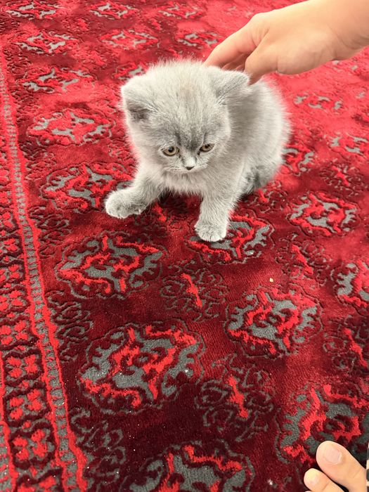 Продам котенка британской пароды