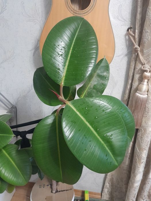 Продам фикус большой