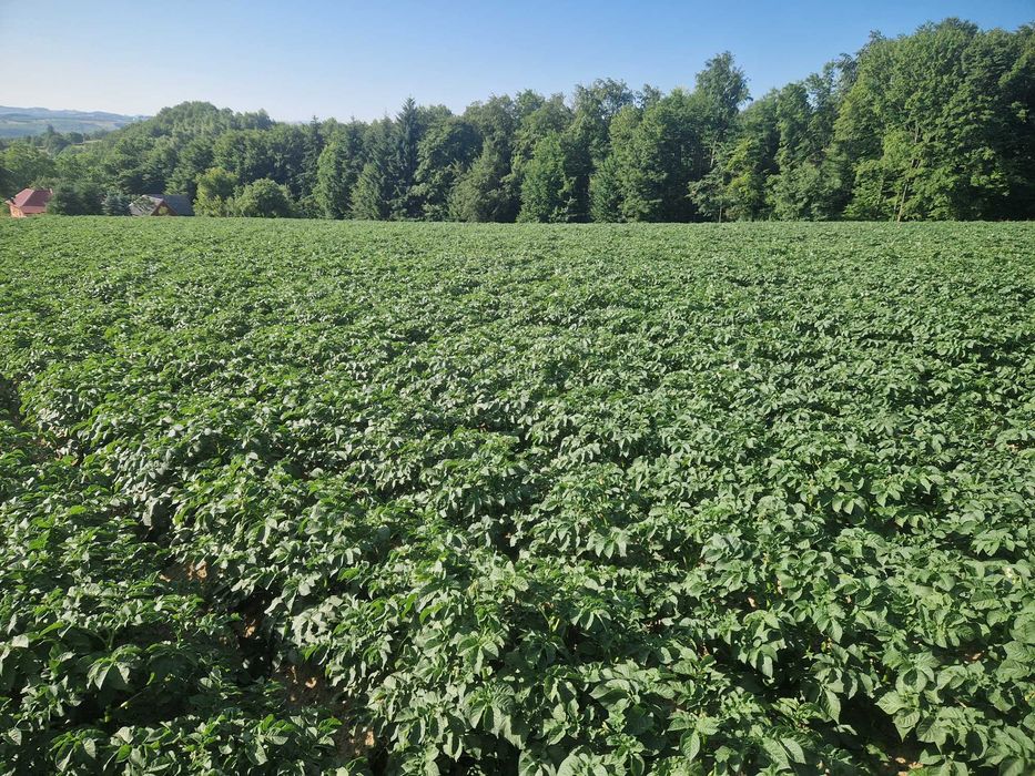 Cartofi de samanta Soraya, Marabel, Belarosa, Red Lady, Colomba, Jely