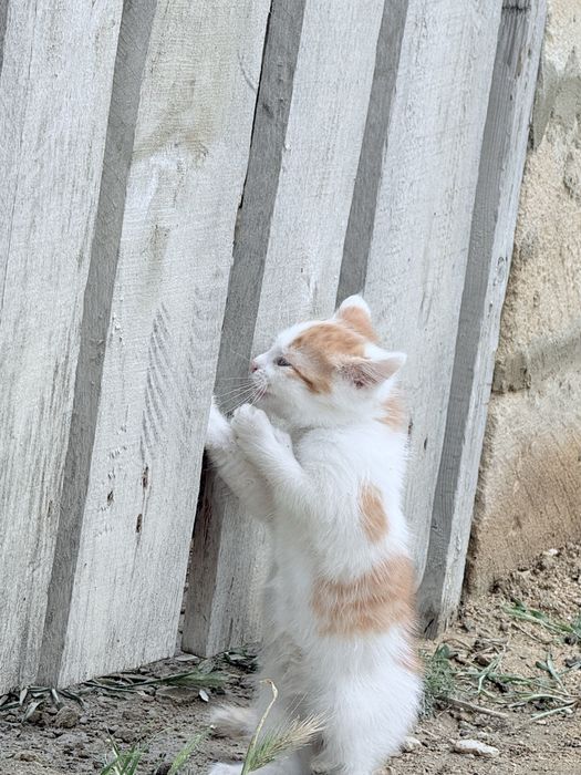 В хороште руки котят