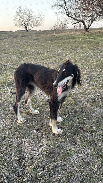 Тайған 1 жасар.