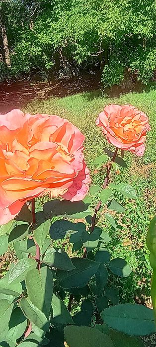 Pomi fructiferi de calitate