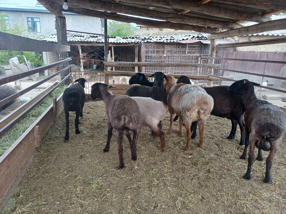 Семіз саулық қойлар сатылады