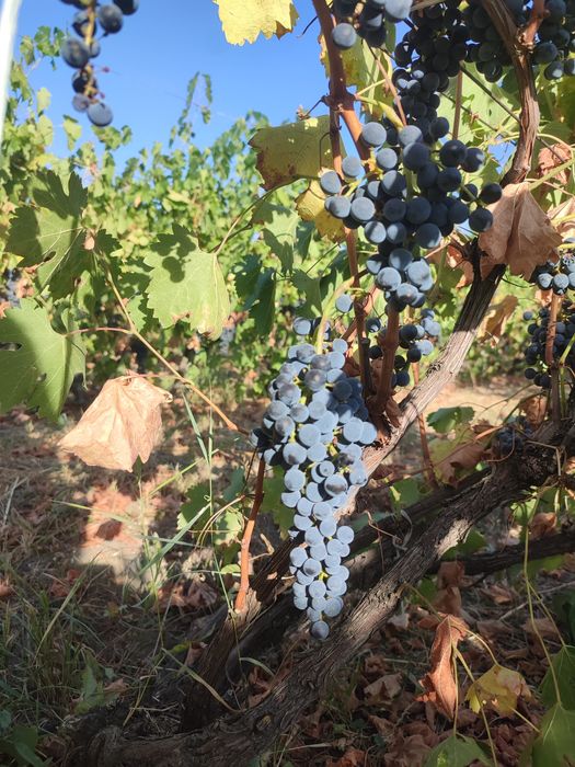 Vând struguri merlot