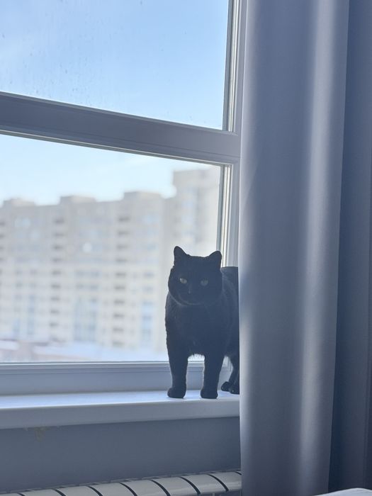 Срочно отдам кота британца