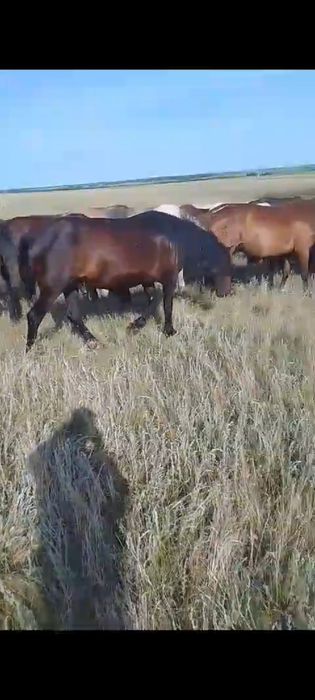 Продам жеребца обученного