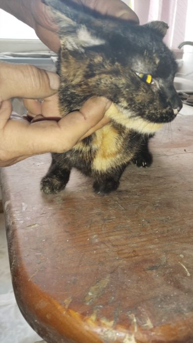 Продам бельгийский котёнок