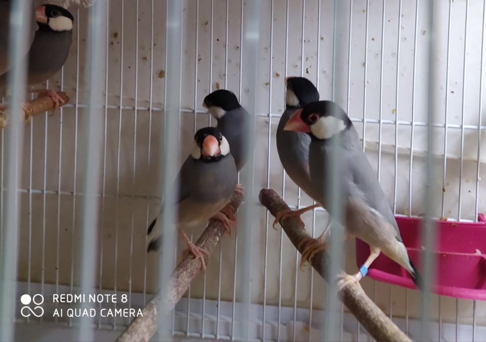 Продам Рисовых Амадин