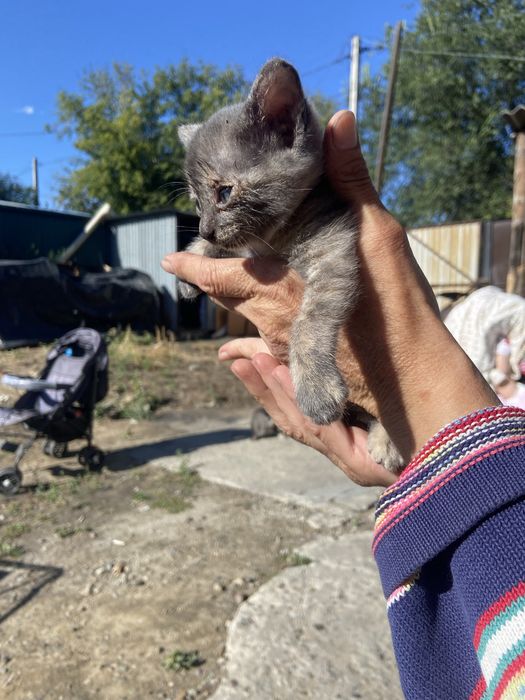 Отдаю милых котят