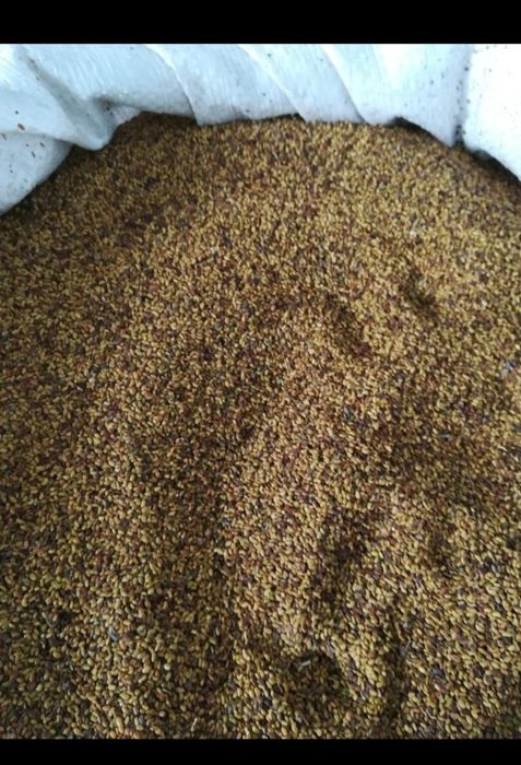 Vând samanta de lucernă