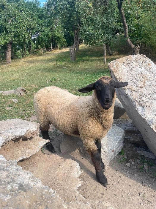 berbecuț Suffolk