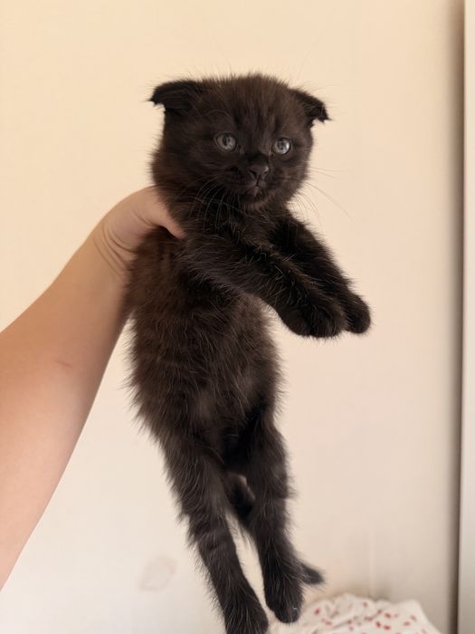 вислоухие котята продаю