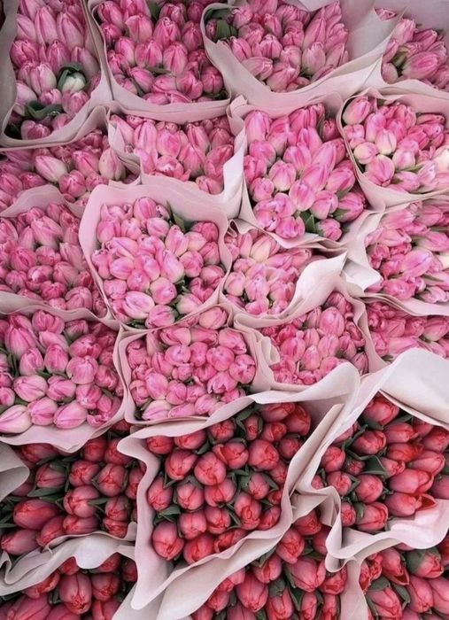 Тюльпаны оптом на заказ