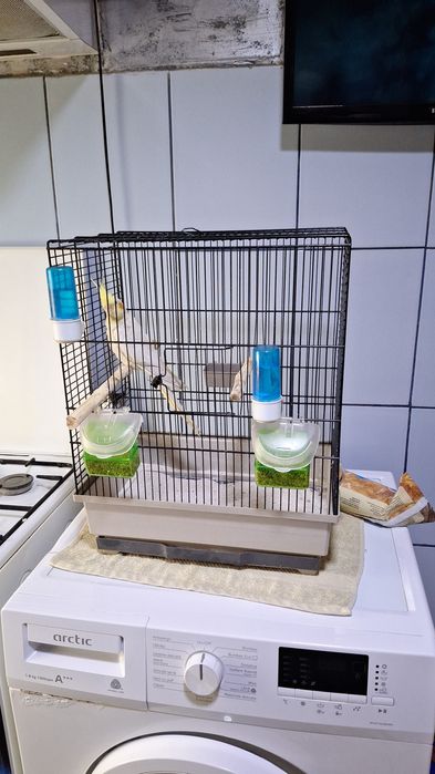 Vand nimfa cu tot cu colivie