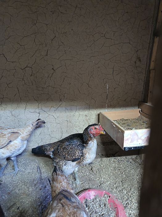 Дакан курочка продам