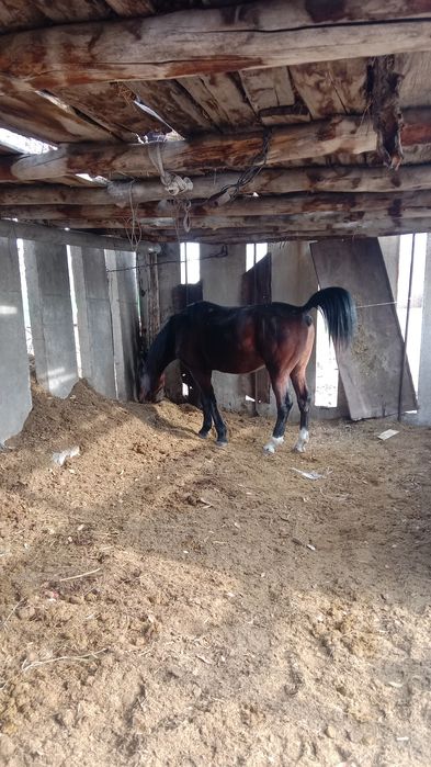 Жеребец Англо Арап