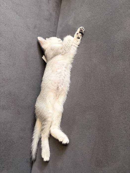 Котенок шиншила серебристый