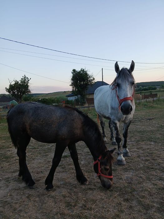Vand mânză și o măgăriță