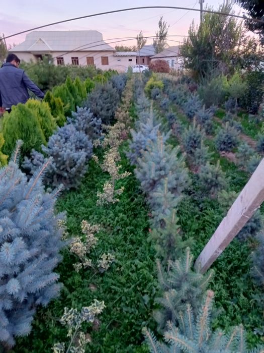 Кирим сасна арча